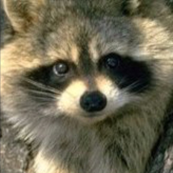 Meet your Posher, Ayad - Picture 1 of 1